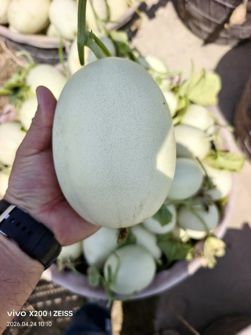 玉菇甜瓜大量供应品质优甜度高可视频看货欢迎咨询来电