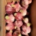 [精选]周口西华正宗好蒜现收现卖无中间商量大从优