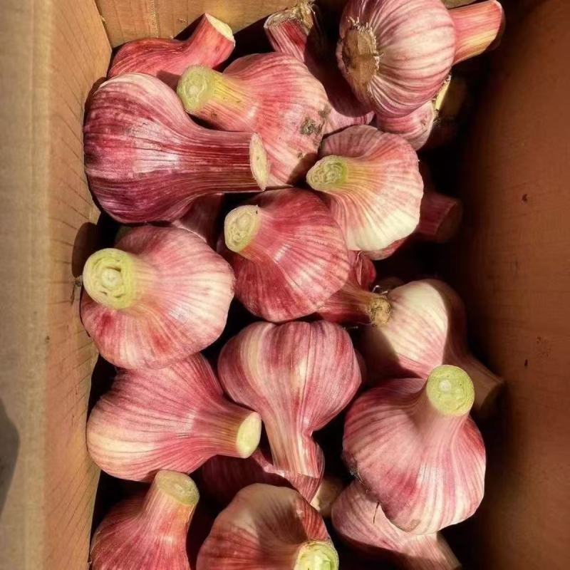 [精选]周口西华正宗好蒜现收现卖无中间商量大从优