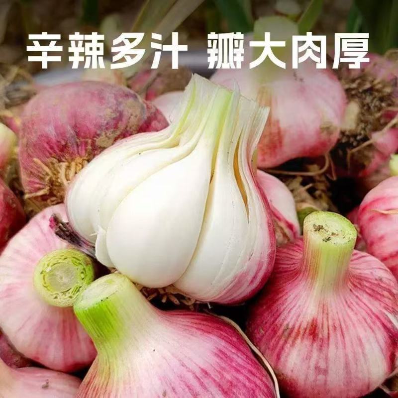 [精选]周口西华正宗好蒜现收现卖无中间商量大从优