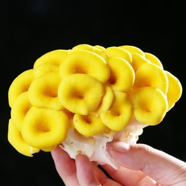 【顺丰一件代发】云南新鲜鸡油菌榆黄魔炖汤炒肉火锅菌菇类