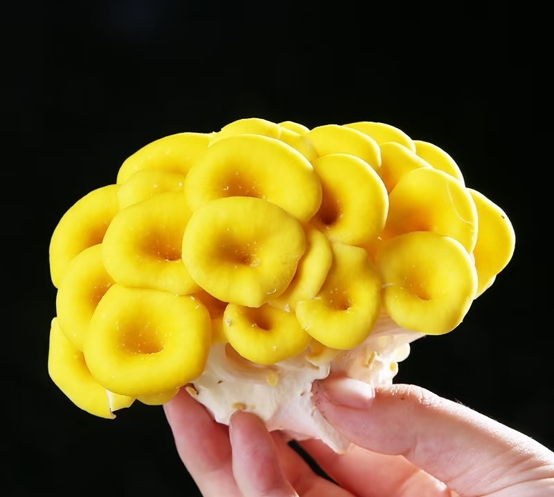 【顺丰一件代发】云南新鲜鸡油菌榆黄魔炖汤炒肉火锅菌菇类