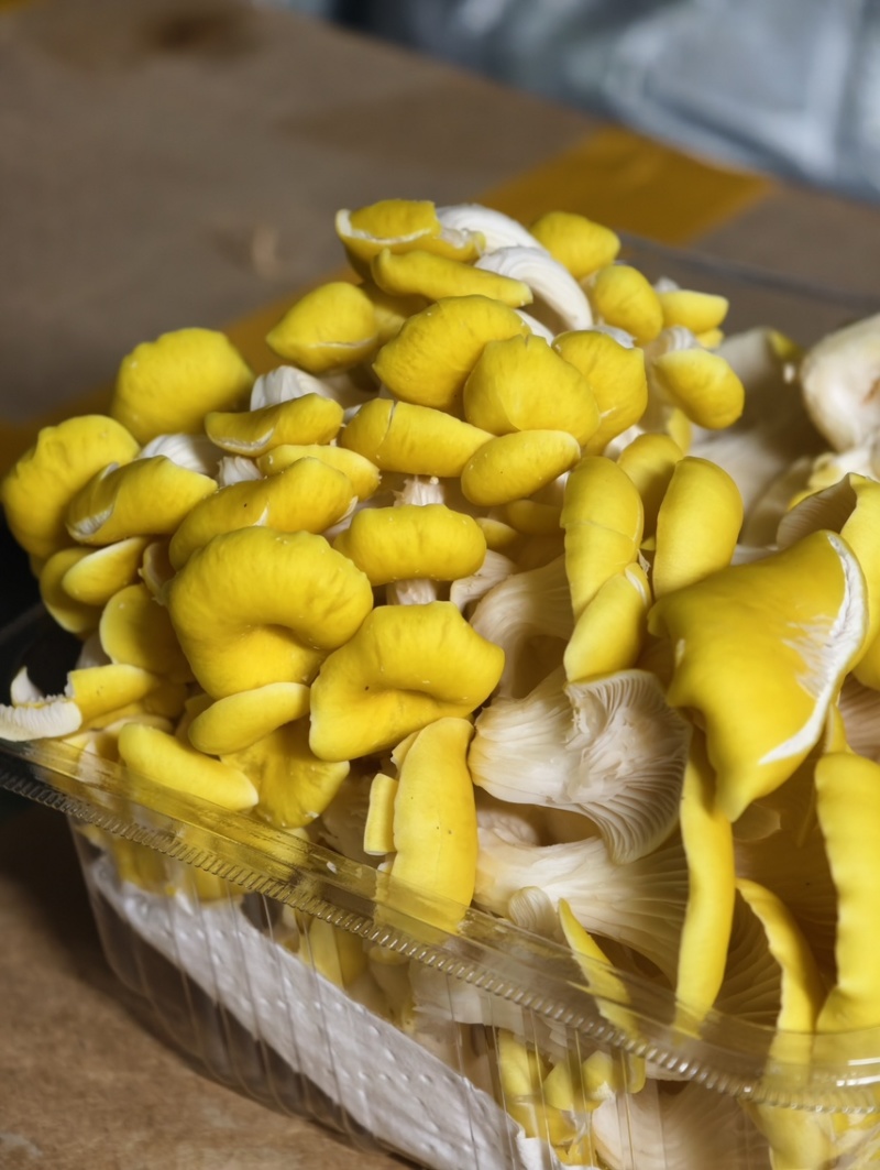 【顺丰一件代发】云南新鲜鸡油菌榆黄魔炖汤炒肉火锅菌菇类