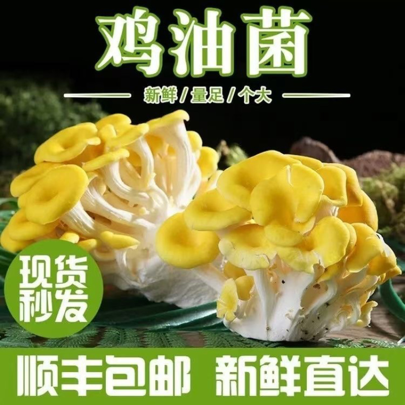 【顺丰一件代发】云南新鲜鸡油菌榆黄魔炖汤炒肉火锅菌菇类