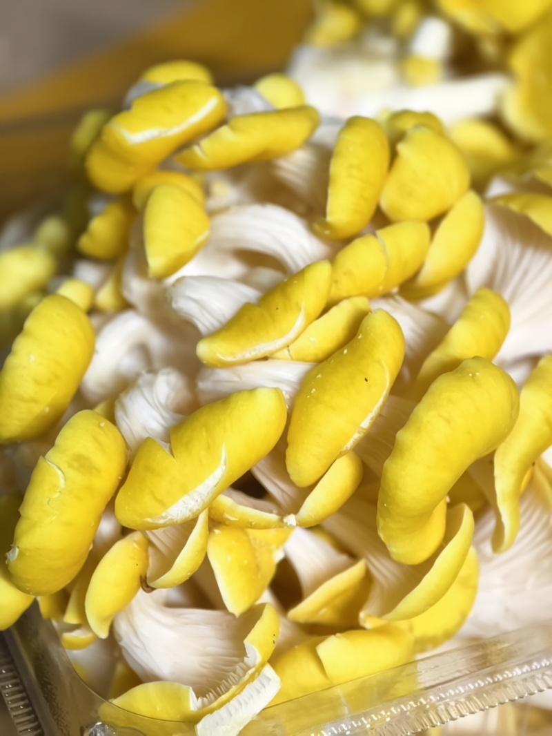 【顺丰一件代发】云南新鲜鸡油菌榆黄魔炖汤炒肉火锅菌菇类