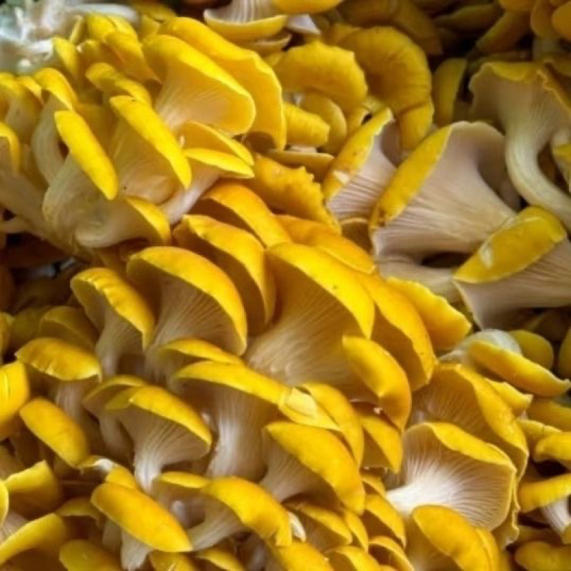 【顺丰一件代发】云南新鲜鸡油菌榆黄魔炖汤炒肉火锅菌菇类
