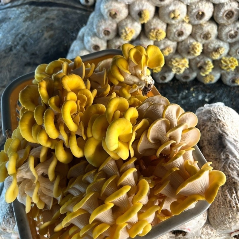 【顺丰一件代发】云南新鲜鸡油菌榆黄魔炖汤炒肉火锅菌菇类