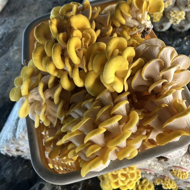 【顺丰一件代发】云南新鲜鸡油菌榆黄魔炖汤炒肉火锅菌菇类