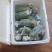纯野生海葡萄