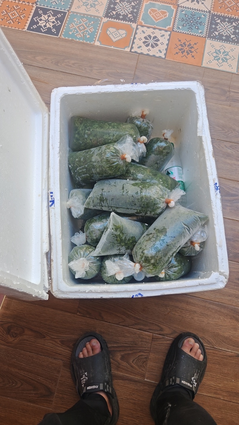 纯野生海葡萄