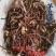 茅莓根中药材正品茅莓根干净无硫品质保证茅莓根