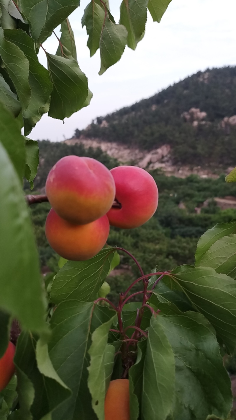 青岛崂山蜜杏，原产地直发，个大味甜。
