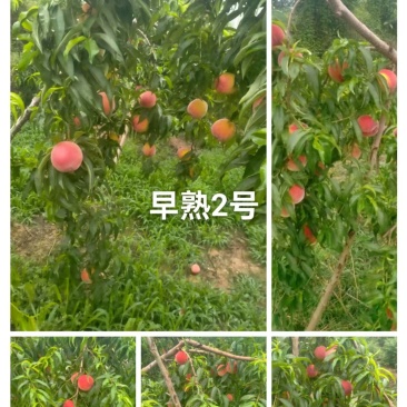 早熟2号已成熟上市，需要的老板可以联系我
