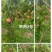 早熟2号已成熟上市，需要的老板可以联系我