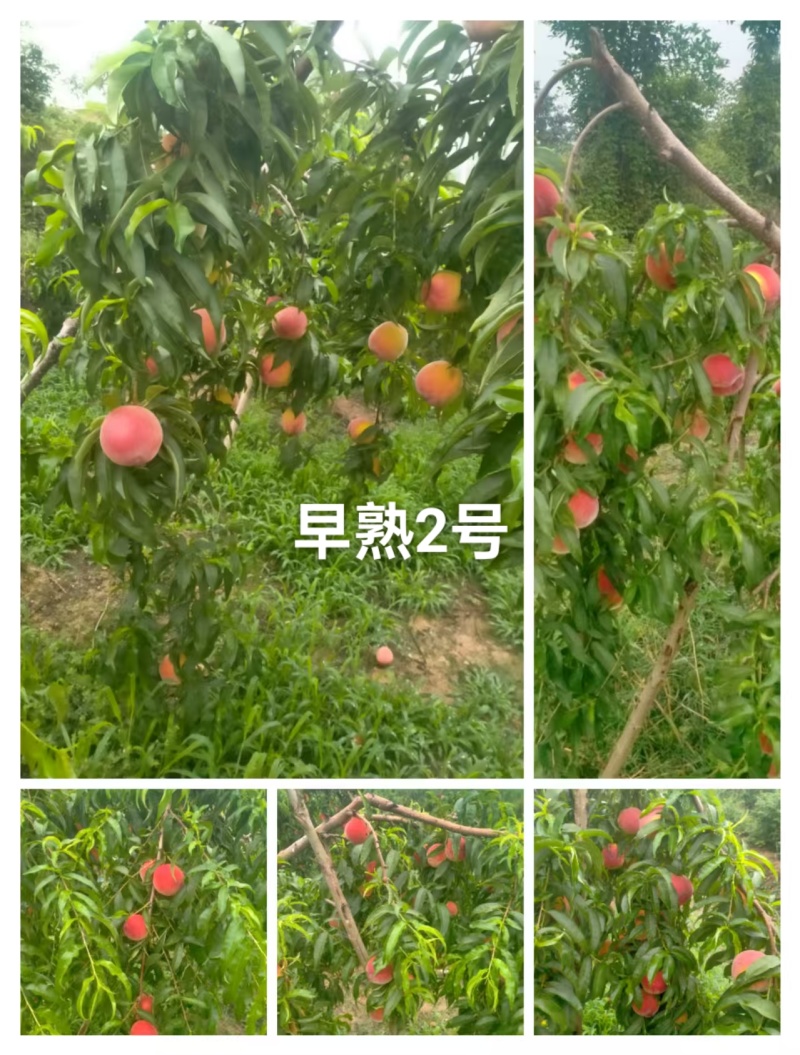 早熟2号已成熟上市，需要的老板可以联系我