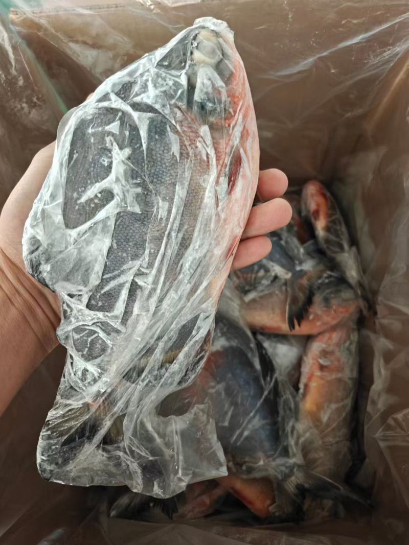 红鲳鱼1-1.5/各规格都有