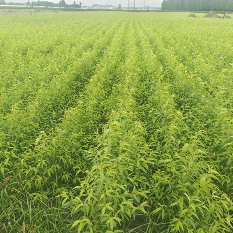毛桃树苗桃树杏树李子树嫁接粘木全网接受预定