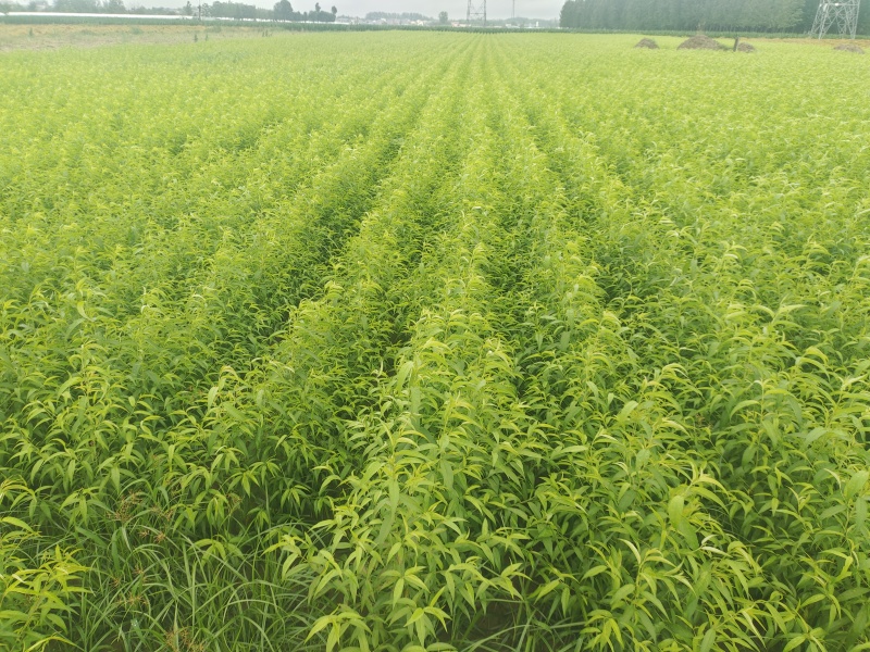毛桃树苗桃树杏树李子树嫁接粘木全网接受预定