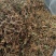 江西野生金银花干货可以泡茶香味十足甜甜的味道