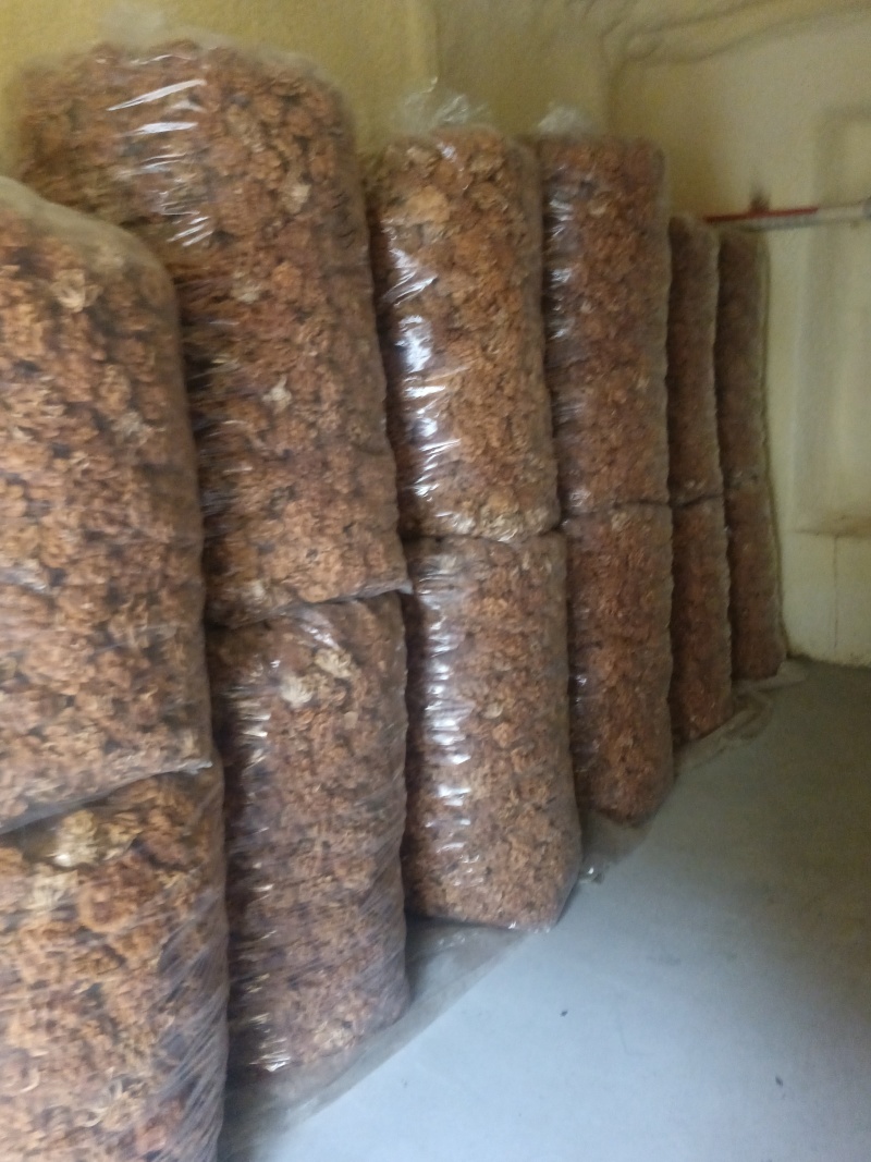 选躲滑子菇福建古田食用菌批发市场批发滑子菇，专卖更专业。