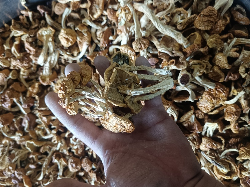 选躲滑子菇福建古田食用菌批发市场批发滑子菇，专卖更专业。