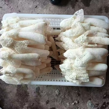 竹荪