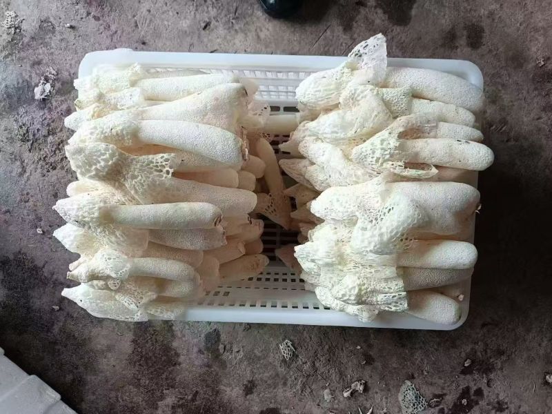 竹荪