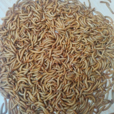 批发零售黄粉虫活体