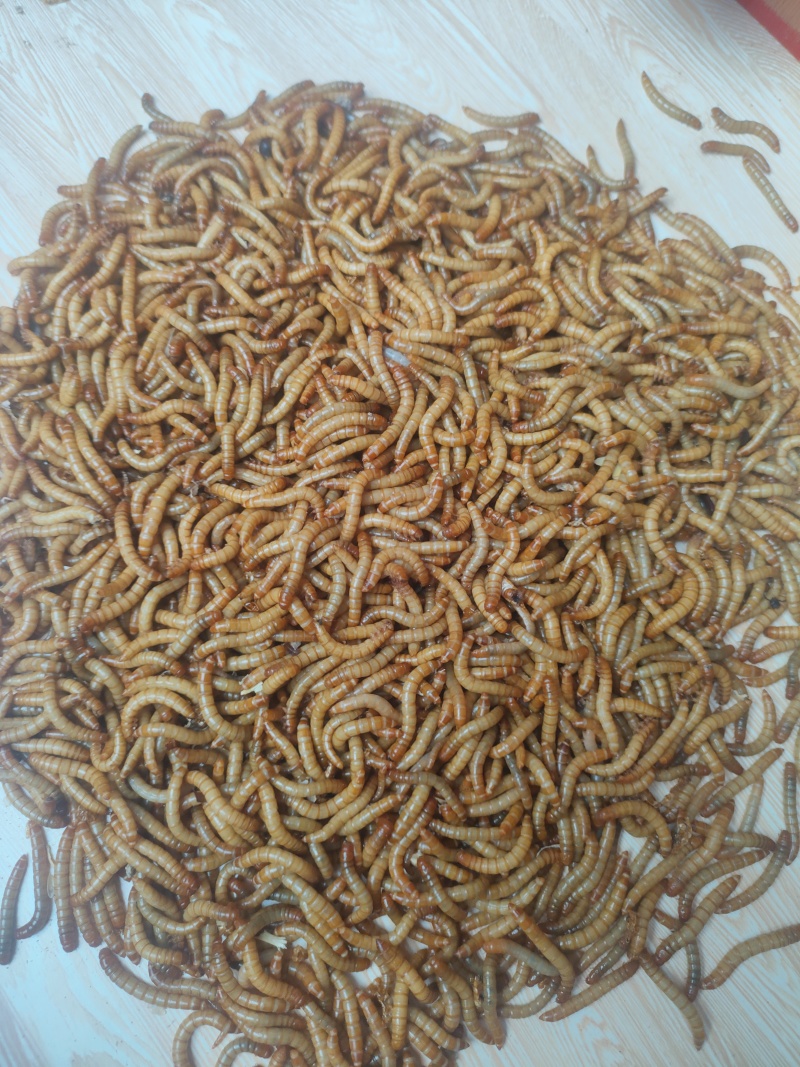 批发零售黄粉虫活体