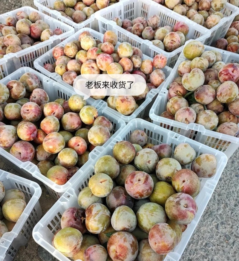 『推荐』味帝李/湖北李子基地直供/价格便宜/欢迎来电洽谈