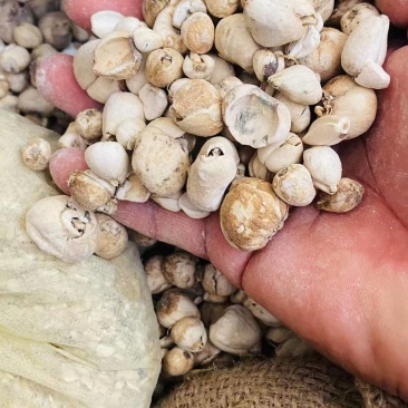 贝母药材大量供应品质优可视频看货欢迎咨询来电