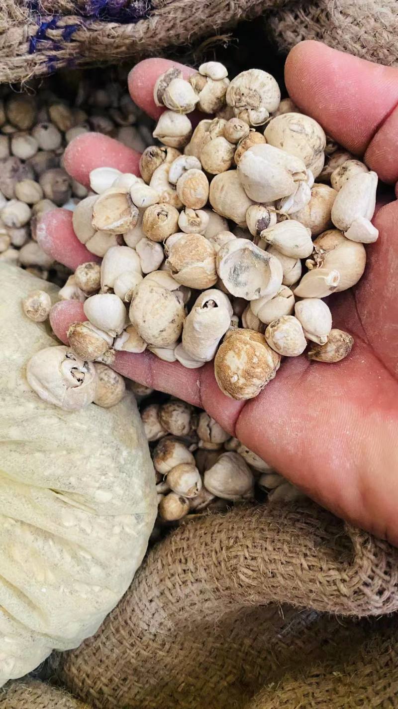 贝母药材大量供应品质优可视频看货欢迎咨询来电