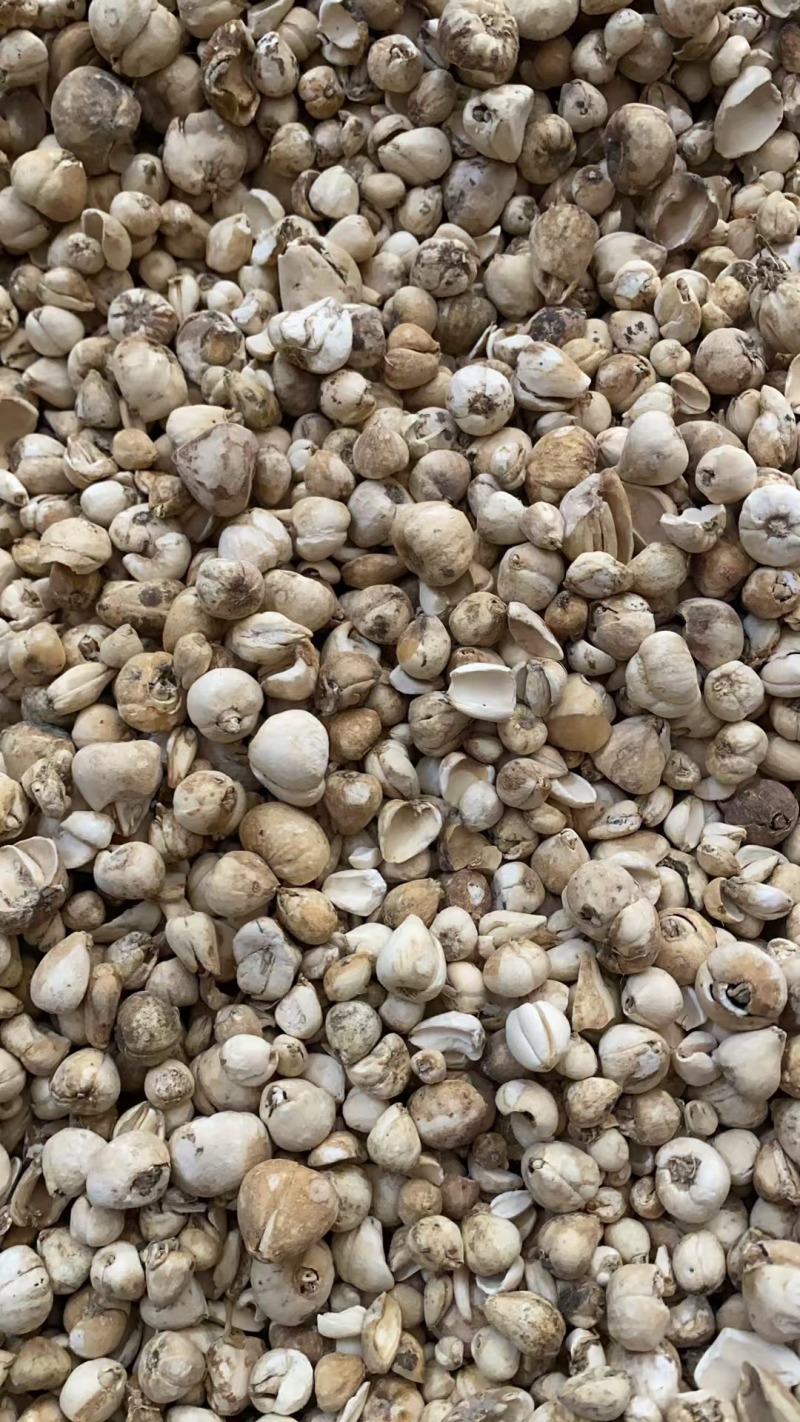 贝母药材大量供应品质优可视频看货欢迎咨询来电