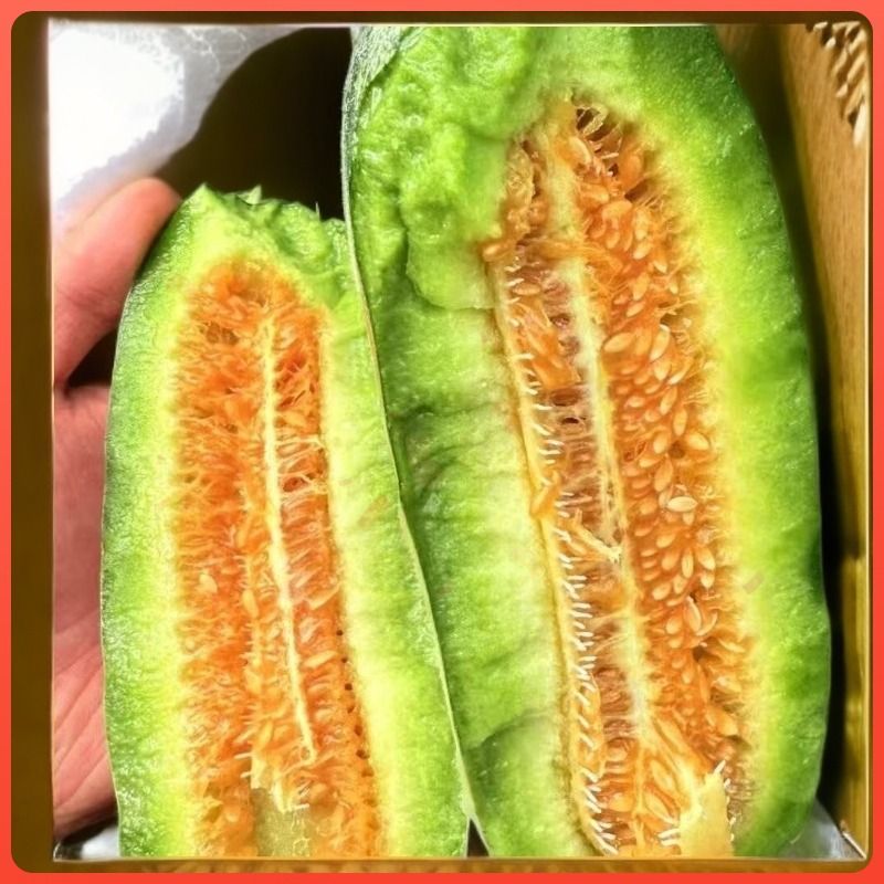 山东现摘头茬新鲜羊角正宗当季甜瓜应季蜜瓜香瓜脆瓜一藤一瓜
