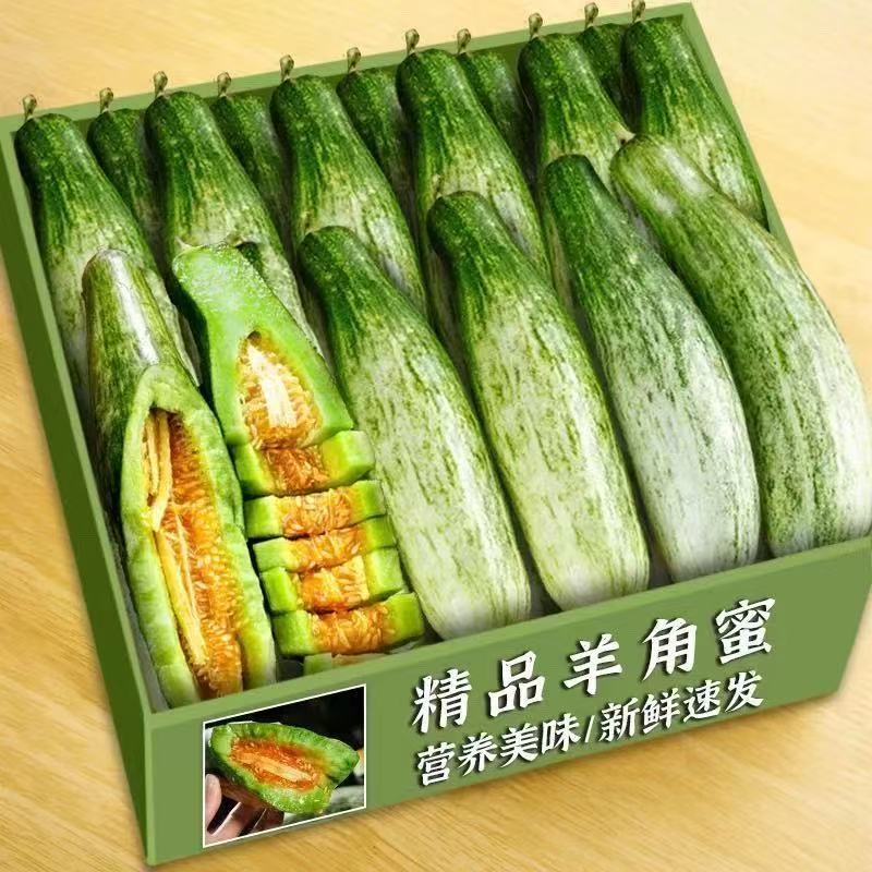 山东现摘头茬新鲜羊角正宗当季甜瓜应季蜜瓜香瓜脆瓜一藤一瓜