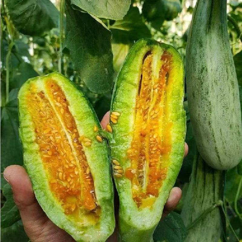 山东现摘头茬新鲜羊角正宗当季甜瓜应季蜜瓜香瓜脆瓜一藤一瓜