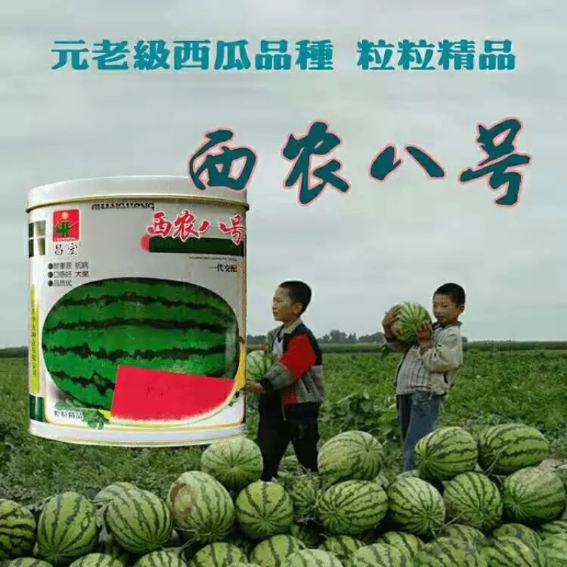 大果西农八号西瓜种子50克包邮