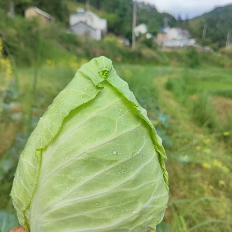 岳西高山生态种植牛心甘蓝