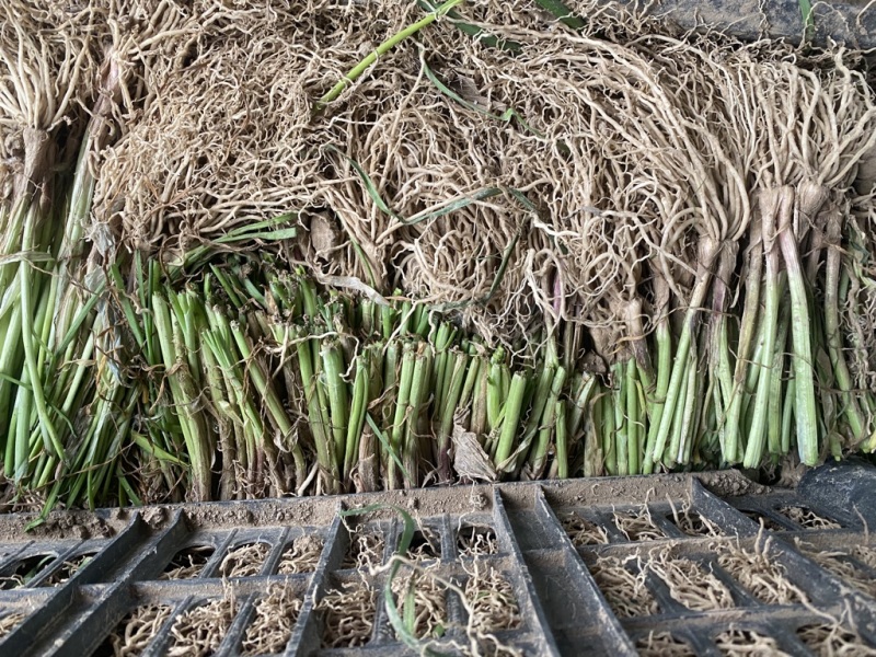 精品韭菜根整筐理整齐批发（低损耗，电商直接打包）需要联系