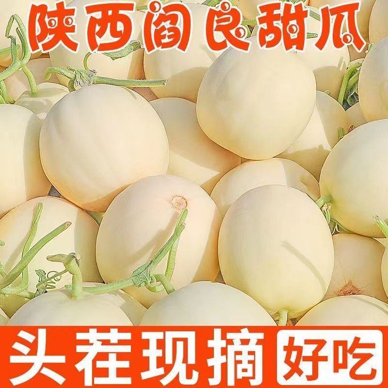 阎良甜瓜应季新鲜孕妇水果白皮脆甜香瓜脆瓜整箱
