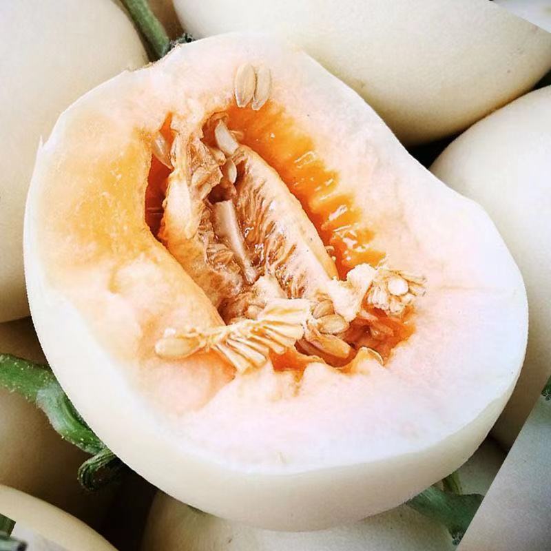阎良甜瓜应季新鲜孕妇水果白皮脆甜香瓜脆瓜整箱
