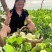 阎良甜瓜应季新鲜孕妇水果白皮脆甜香瓜脆瓜整箱