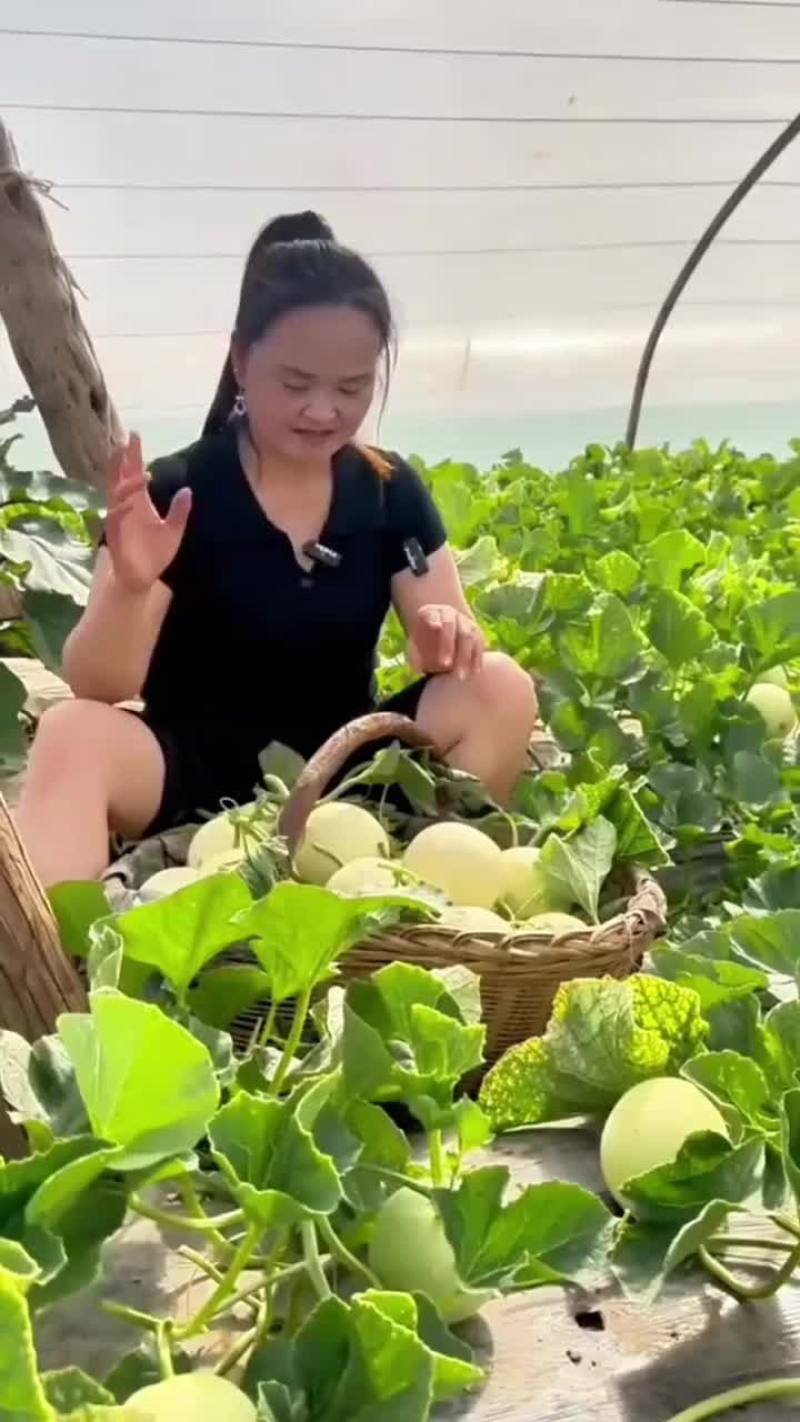 阎良甜瓜应季新鲜孕妇水果白皮脆甜香瓜脆瓜整箱