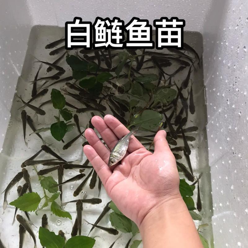 白鲢水花苗，白鲢夏花，小乌子，公分苗，量大从优！