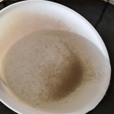 白鲢水花苗，白鲢夏花，小乌子，公分苗，量大从优！