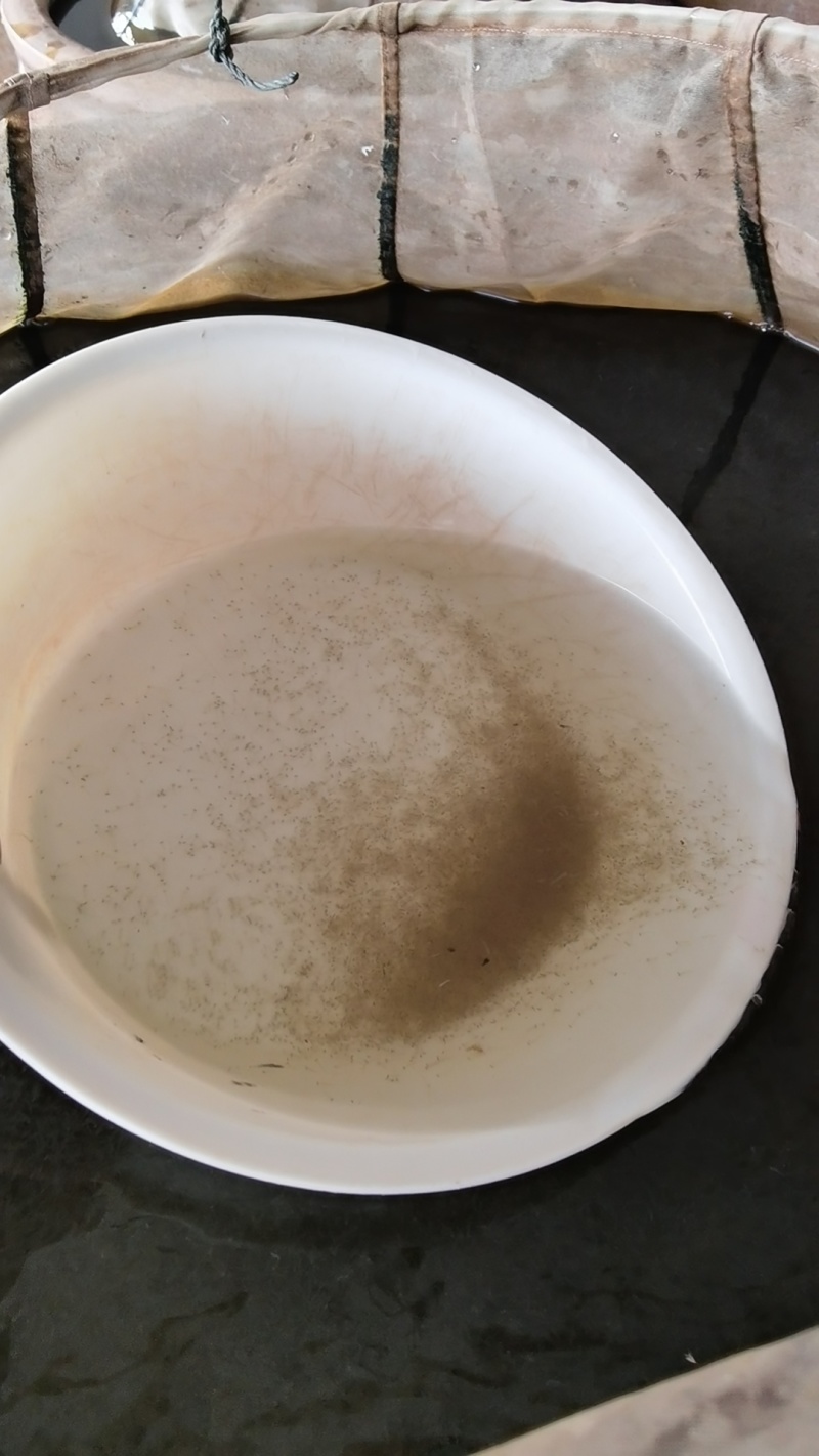 白鲢水花苗，白鲢夏花，小乌子，公分苗，量大从优！