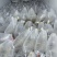 白鲢水花苗，白鲢夏花，小乌子，公分苗，量大从优！