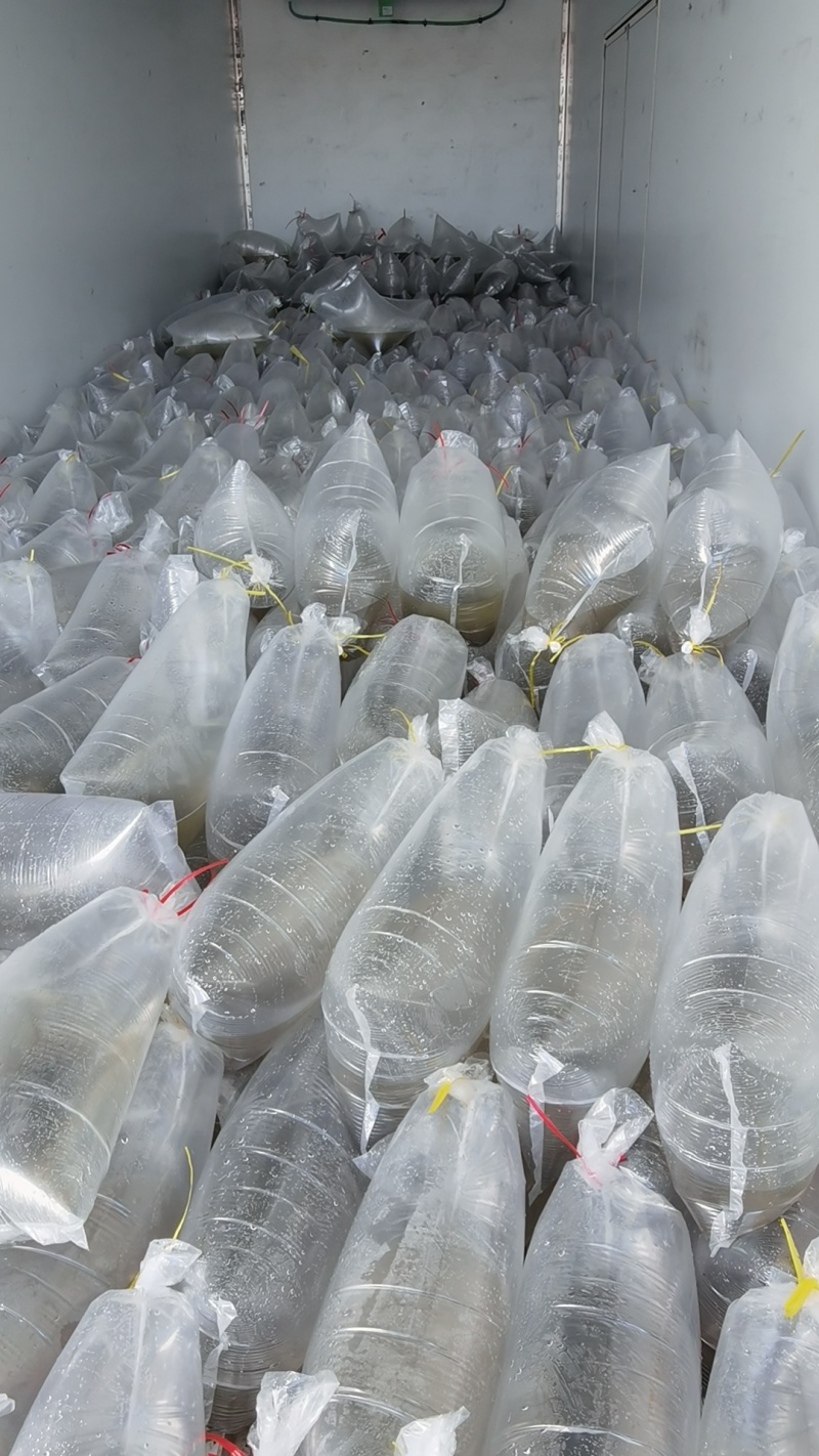 白鲢水花苗，白鲢夏花，小乌子，公分苗，量大从优！
