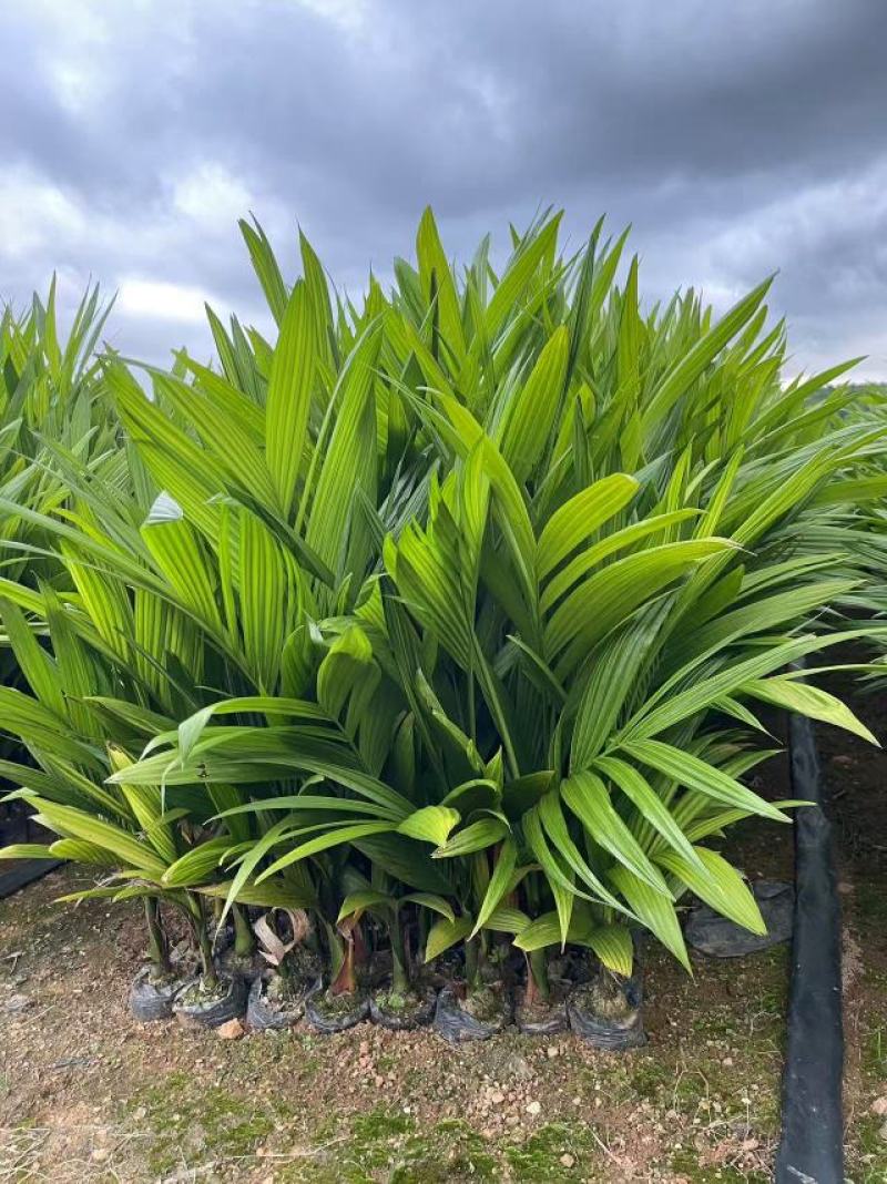 海南槟榔苗本地良种易栽培挂果早系发达茎秆壮