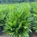 海南槟榔苗本地良种易栽培挂果早系发达茎秆壮